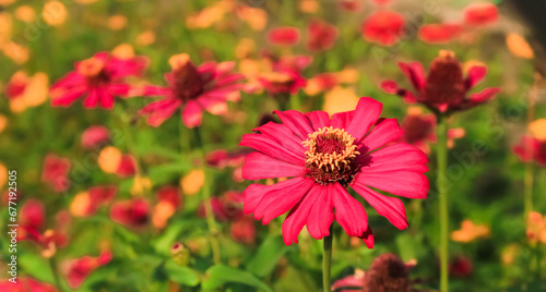 zinnia flower bloom and grow in the field. Zinnia flower have beautiful color. Zinnia has botanical name zinnia elegant from asteraceae