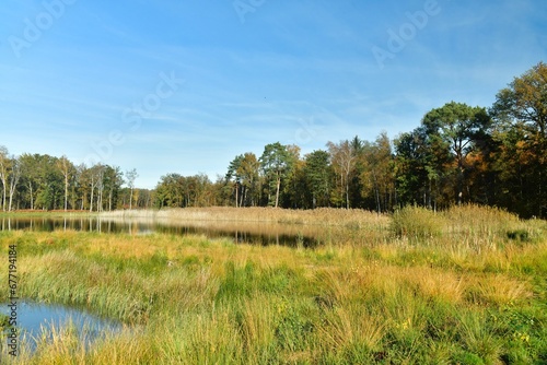 Les marais sauvages en automne à la réserve naturelle de Bokrijk au Limbourg 