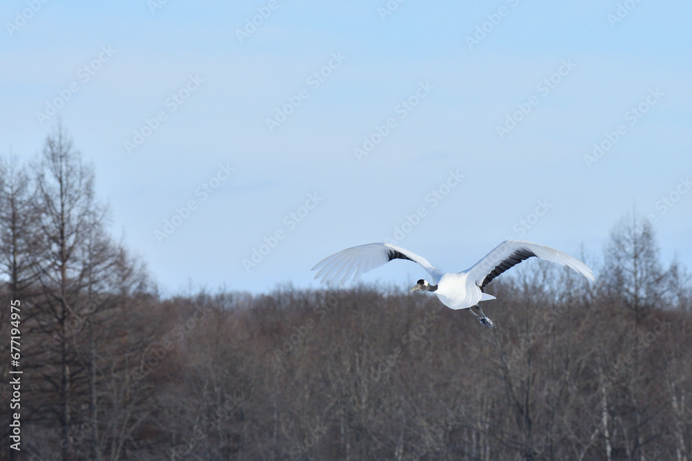 Fototapeta premium Bird watching, red-crowned crane, in winter