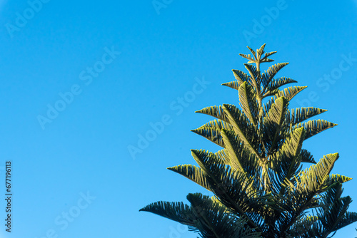 Norfolk Island pine (Araucaria cookii) on clear gradient blue background. photo