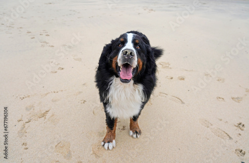 Happy Bernese Mountain Dog with sandy nose on the beach 
