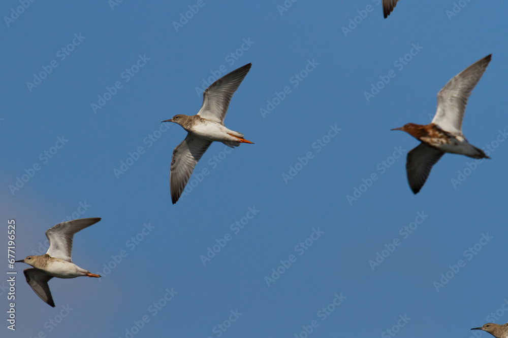 Obraz premium Shorebird - Philomachus pugnax, Ruff on spring time, migratory bird Poland Europe