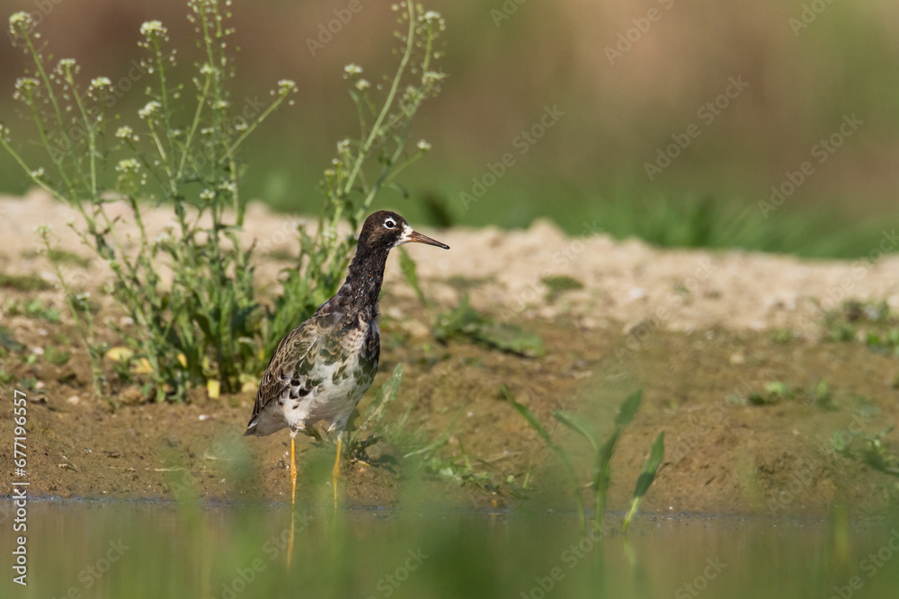 Shorebird - Philomachus pugnax, Ruff on spring time, migratory bird Poland Europe Shorebird - Philomachus pugnax, Ruff on spring time, migratory bird Poland Europe