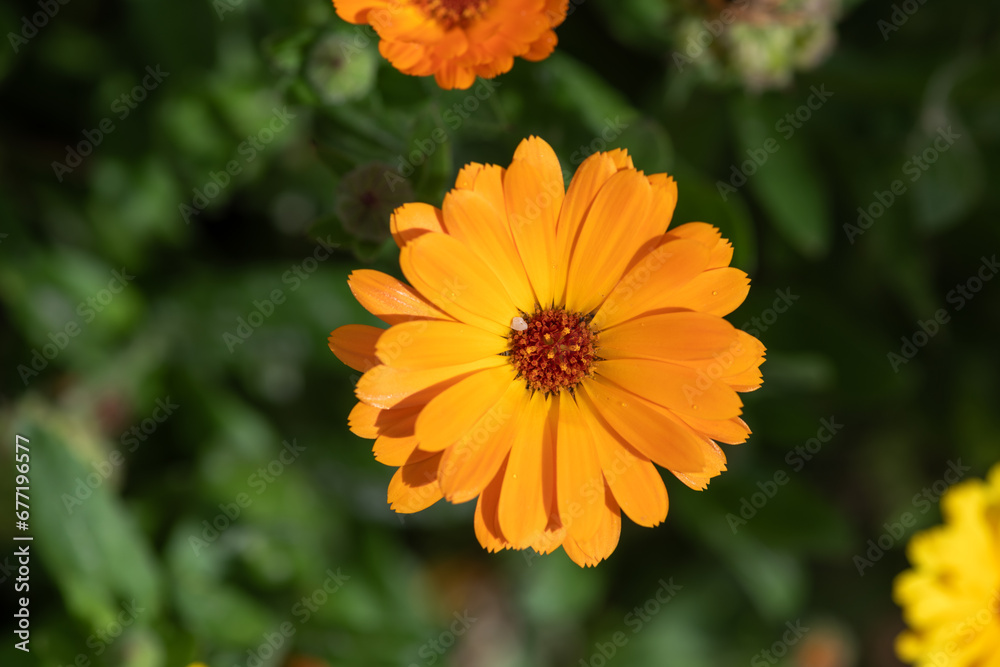 Close up of a common marigold (calendula officinalis) flower in bloom Close up of a common marigold (calendula officinalis) flower in bloom