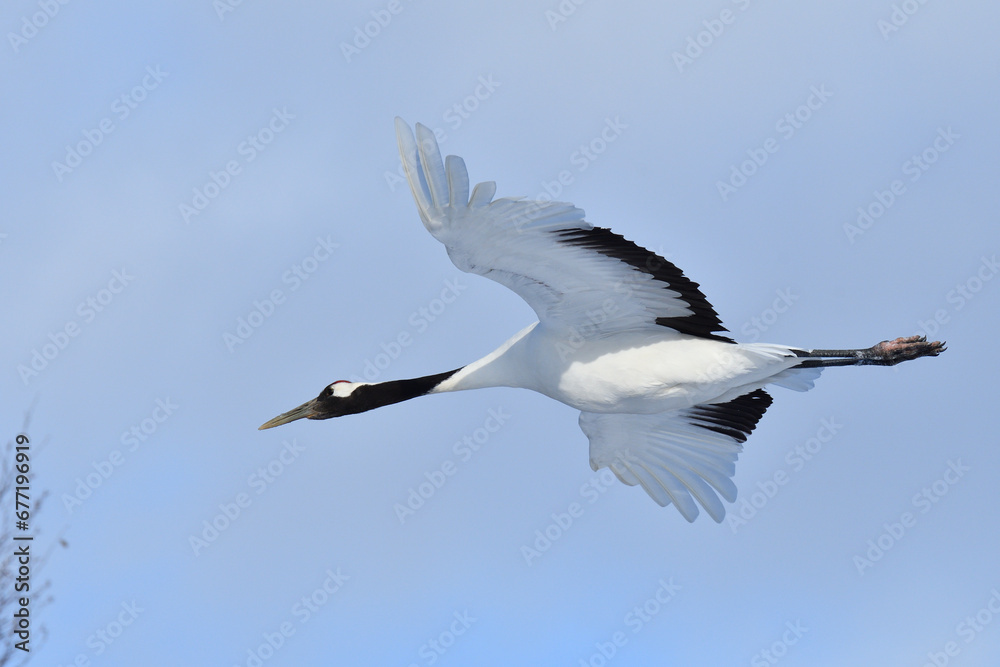 Bird watching, red-crowned crane, in
winter Bird watching, red-crowned crane, in
winter