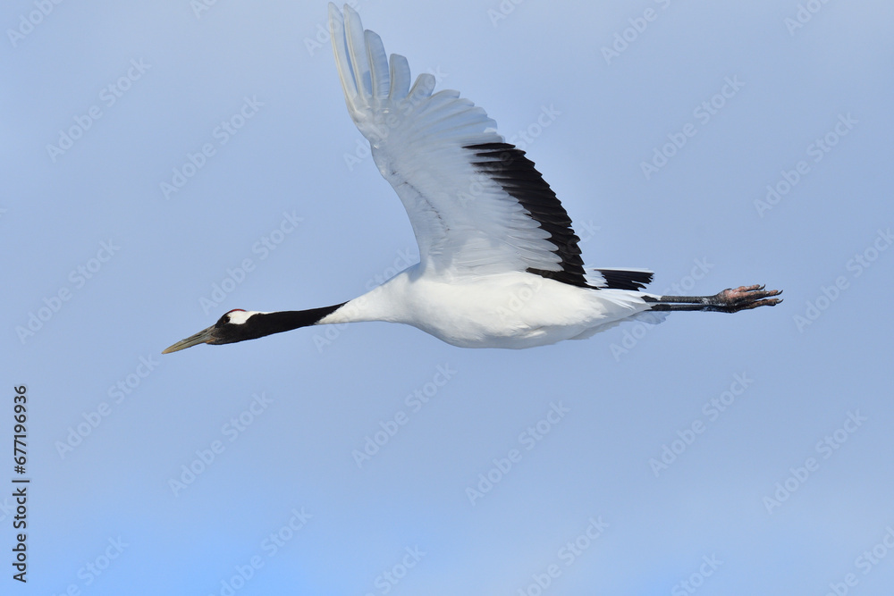 Bird watching, red-crowned crane, in
winter Bird watching, red-crowned crane, in
winter