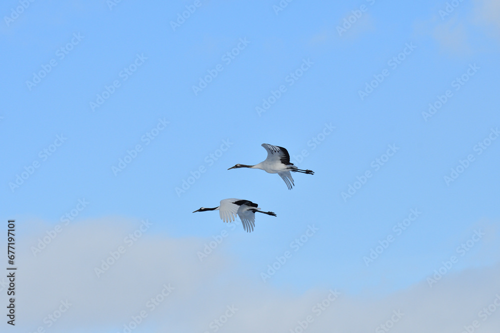 Bird watching, red-crowned crane, in
 winter