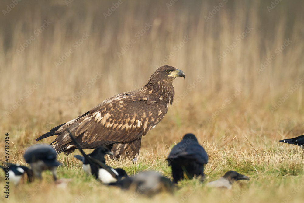 Birds of prey - Majestic predator White-tailed eagle, Haliaeetus albicilla in Poland wild nature Birds of prey - Majestic predator White-tailed eagle, Haliaeetus albicilla in Poland wild nature
