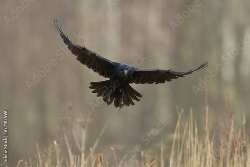Bird beautiful raven Corvus corax North Poland Europe © Marcin Perkowski