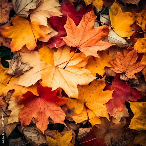 Autumn colors tree Leafs on black full background