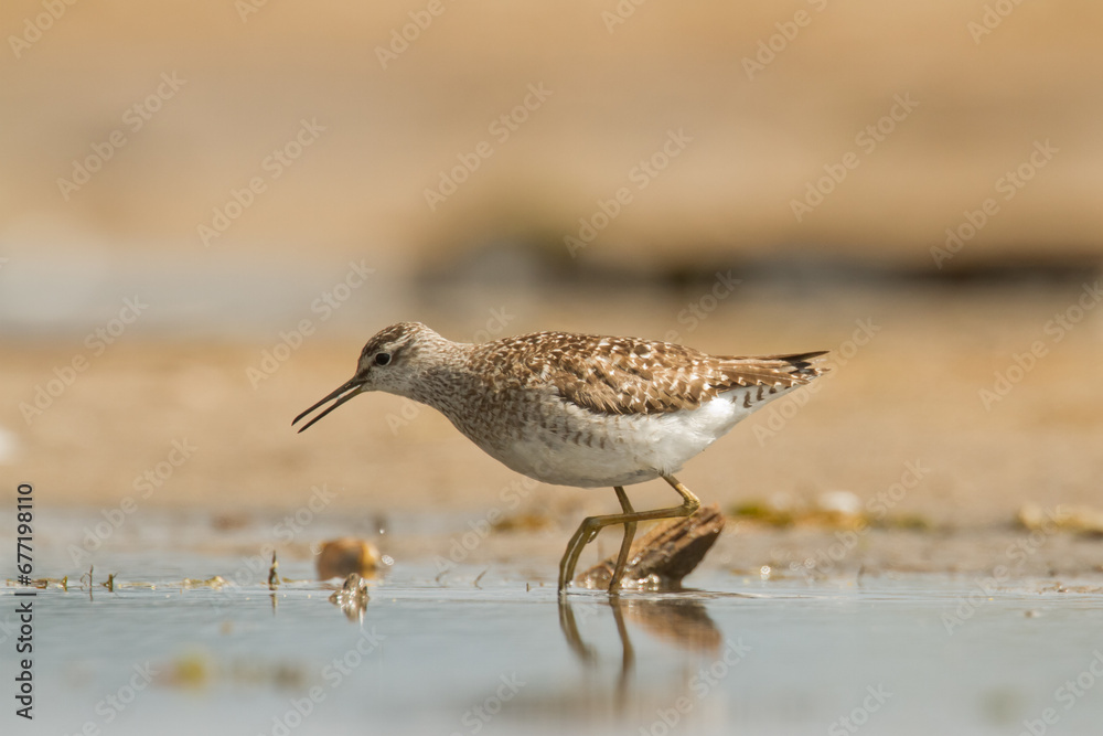Shorebirds - Wood Sandpiper Tringa glareola, wildlife Poland Europe Shorebirds - Wood Sandpiper Tringa glareola, wildlife Poland Europe
