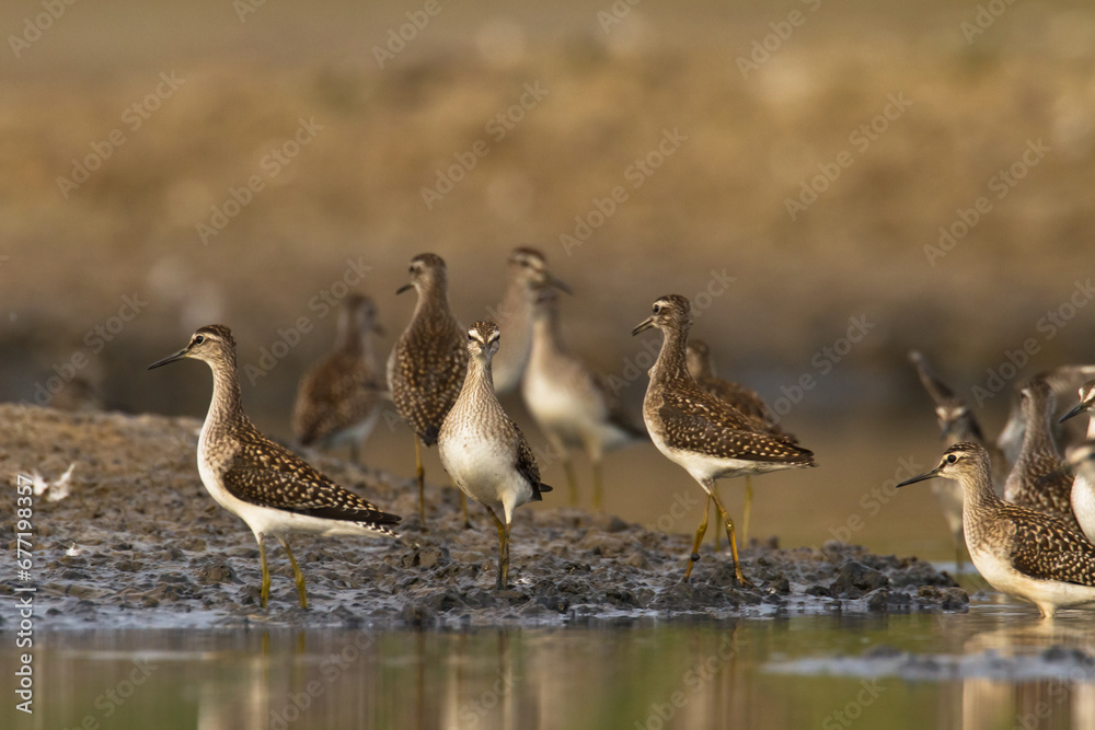 Shorebirds - Wood Sandpiper Tringa glareola, wildlife Poland Europe Shorebirds - Wood Sandpiper Tringa glareola, wildlife Poland Europe