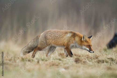 Fox Vulpes vulpes in autumn scenery, Poland Europe, animal walking among autumn meadow