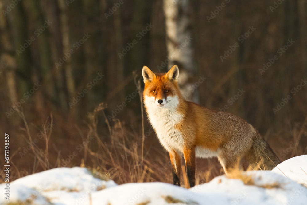 Naklejka premium Fox Vulpes vulpes in autumn scenery, Poland Europe, animal walking among autumn meadow