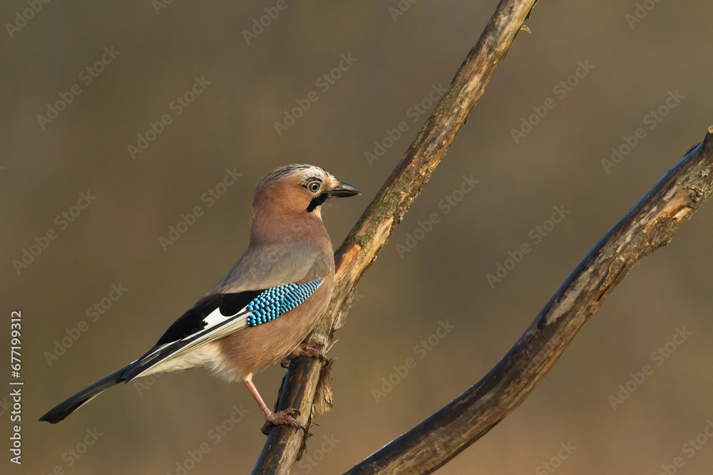 Bird Eurasian Jay Garrulus glandarius sitting on the branch Poland, Europe