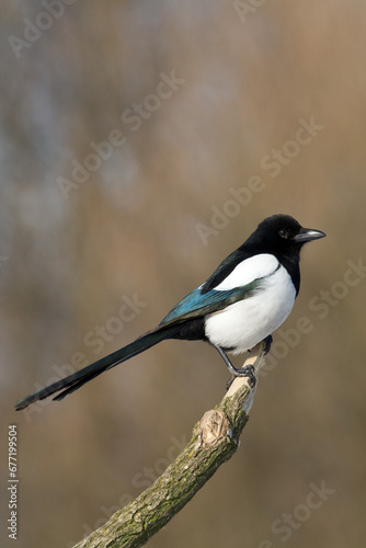 The Eurasian Magpie or Common Magpie or Pica pica on the branch with colorful background