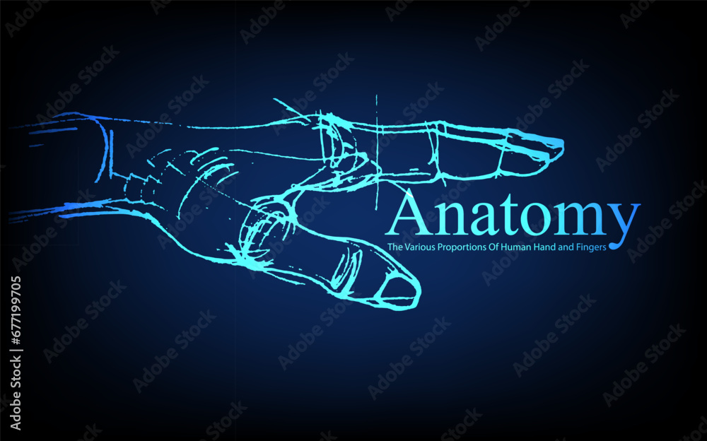 Human anatomy in front on x ray view. Anatomy human body connection, The Various Proportions Of Human Hand and Fingers, Vector hand drawn illustration Human anatomy in front on x ray view. Anatomy human body connection, The Various Proportions Of Human Hand and Fingers, Vector hand drawn illustration