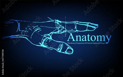 Human anatomy in front on x ray view. Anatomy human body connection, The Various Proportions Of Human Hand and Fingers, Vector hand drawn illustration