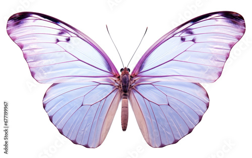 Butterfly on transparent background, PNG Format © Happymoon