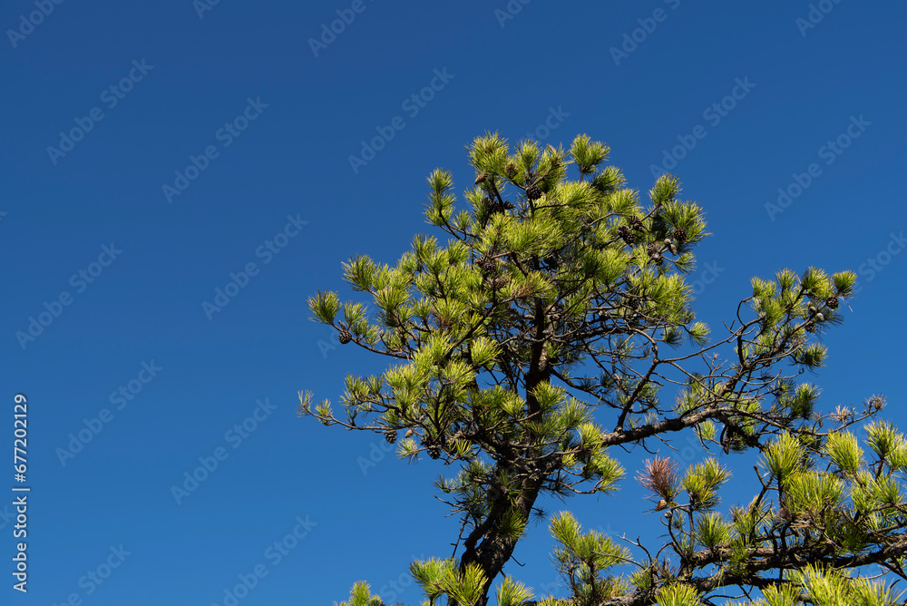 isolated pine tree plymouth connecticut isolated pine tree plymouth connecticut