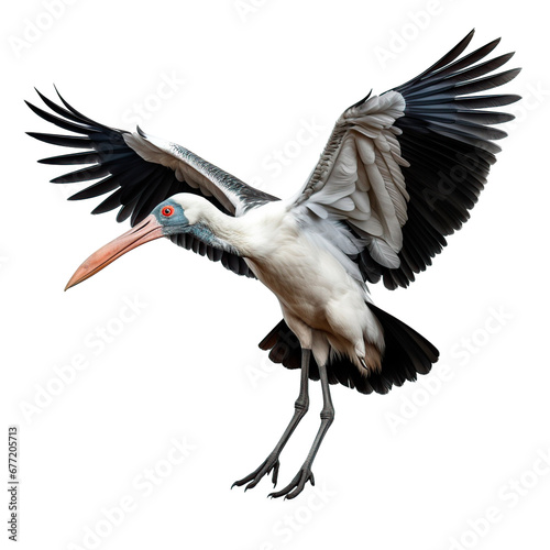 Stork isolated  © JoseLuis
