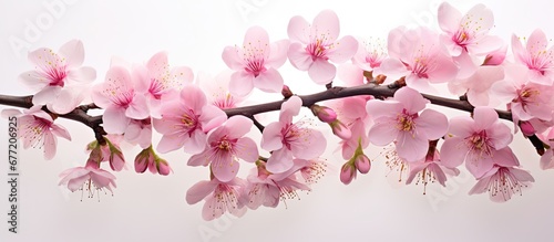 The beautiful pink cherry blossoms also known as Sakura add a touch of floral elegance to the natural backdrop of springtime making it a season filled with the beauty of flowers and the refr