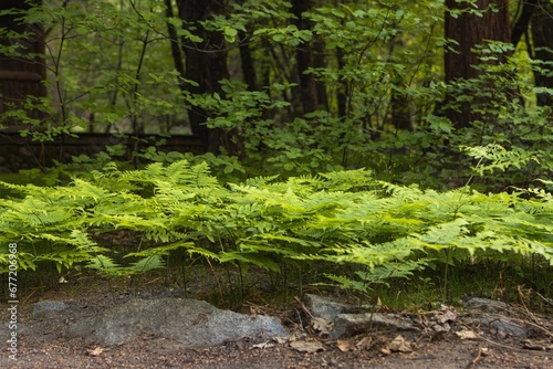 Closeup shot of green fern plants growing at Yosemite National Park with blur background  California