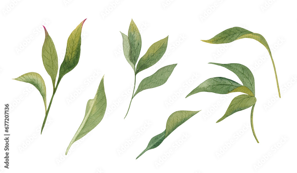 Set of leaves on a white background. Hand drawn watercolor greens. Set of leaves on a white background. Hand drawn watercolor greens.