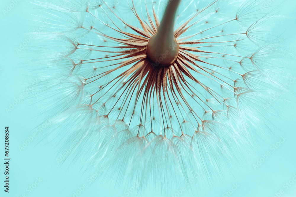 Dandelion on a Turquoise background. Freedom to Wish. Abstract dandelion flower background. Seed macro closeup.  Silhouette fluffy flower. Nature background with dandelion. Fragility - obrazy, fototapety, plakaty 
