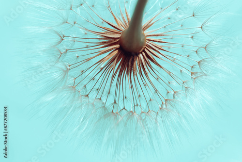 Dandelion on a Turquoise background. Freedom to Wish. Abstract dandelion flower background. Seed macro closeup.  Silhouette fluffy flower. Nature background with dandelion. Fragility photo