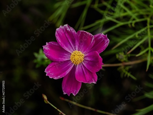 Primer plano de una flor violeta sobre fondo verde oscuro