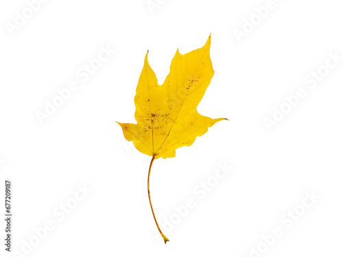 hoja amarilla sobre fondo blanco