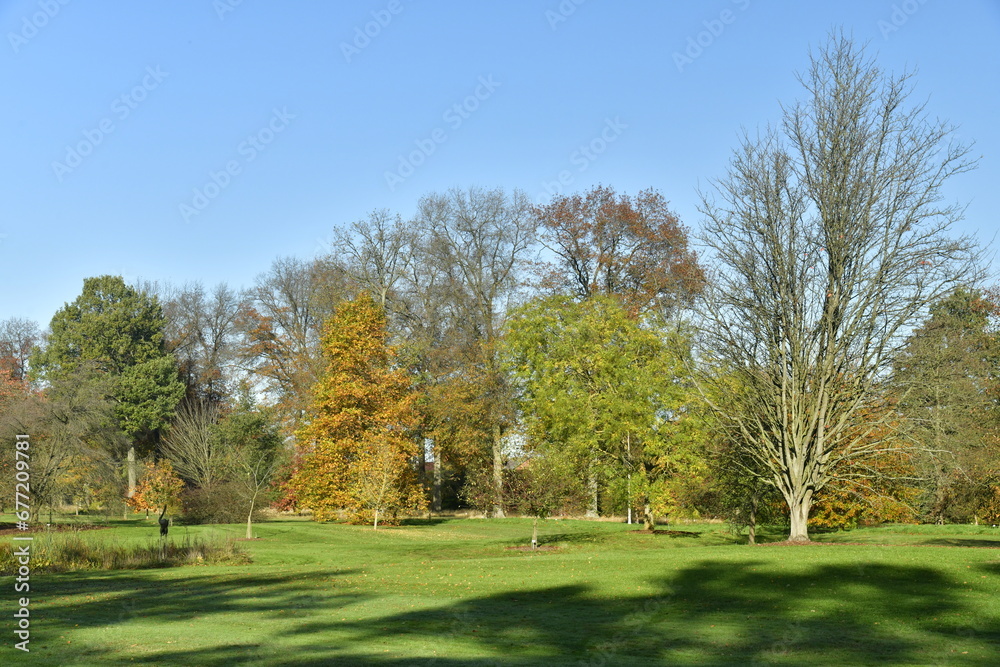 L'arbre à feuillage brun-doré, à l'une des grandes pelouses de l'arboretum de Wespelaar, près de Louvain 