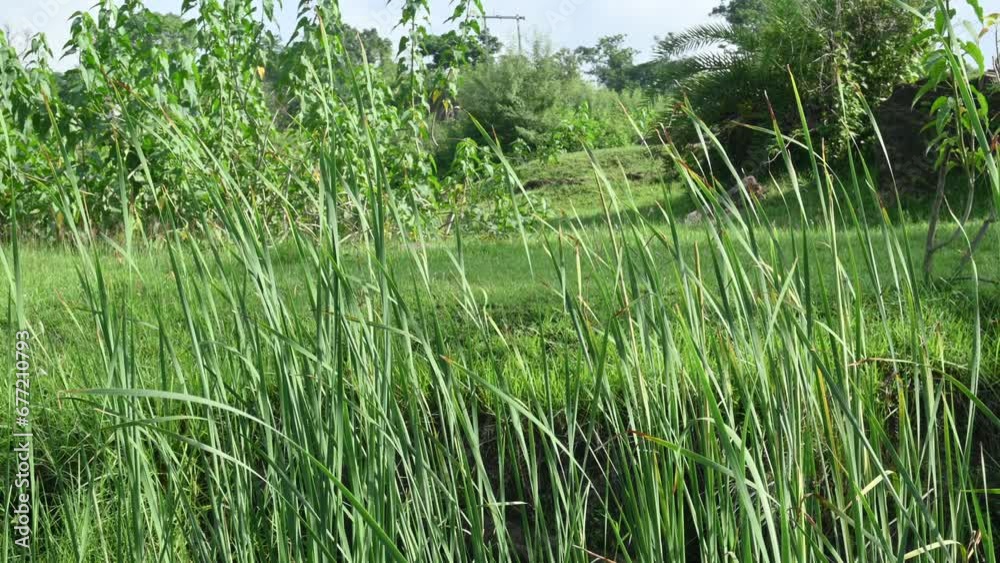 Typha angustifolia plant. Its other names lesser bulrush, narrowleaf cattail and lesser reedmace. This is a perennial herbaceous plant of genus Typha. This Several parts of the plant are edible.
Typha angustifolia plant. Its other names lesser bulrush, narrowleaf cattail and lesser reedmace. This is a perennial herbaceous plant of genus Typha. This Several parts of the plant are edible.