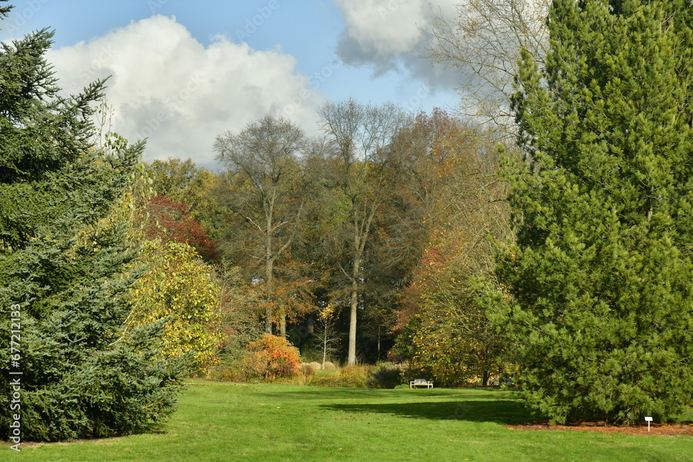 Feuillus et conifères sous un ciel d'automne à l'arboretum de Wespelaar près de Louvain 