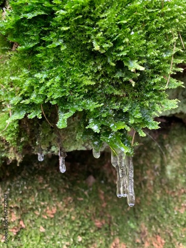 Moos im Winter mit Eiszapfen photo