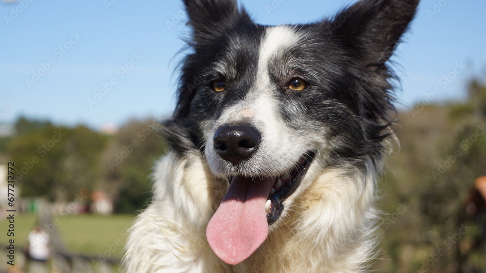 Fototapeta premium Border collie Face