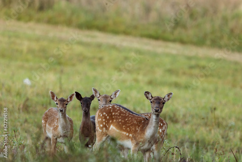 Three young fallow deer  Dama dama   in a meadow.Horizontal view