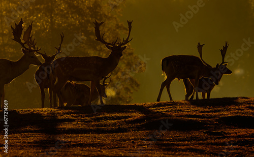 A crowd of fallow deer bulls (dama dama) in the light of the rising sun.Visible clouds of steam emerging from their mouths on a cold autumn morning