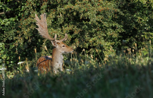 A fallow deer bull (Dama dama), in the light of the setting light and with beautiful, plump antlers