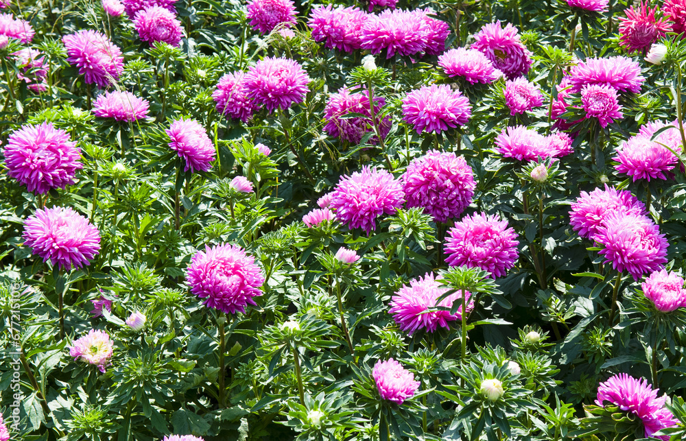 Obraz premium A beautiful flower bed with blooming asters. Bright background.