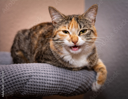 portret młodego kota domowego