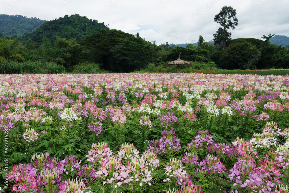 Blossom of Spider flowers field or Cleome Hassleriana. Blossom of Spider flowers field or Cleome Hassleriana.