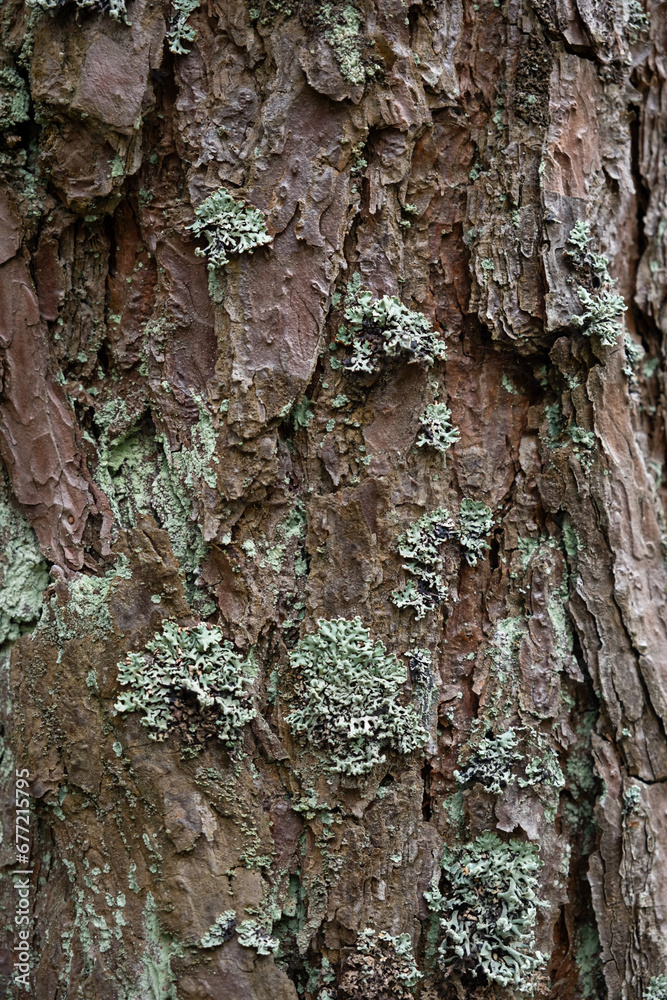 Fototapeta premium Tree bark texture close up