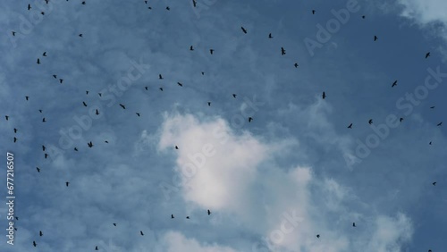 This stock video shows a flock of black birds in the sky among the clouds. This video will decorate your projects related to nature, birds, landscapes.