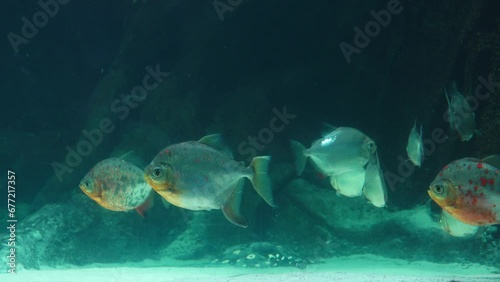 beautiful fish metynnis hypsauchen swimming in the water photo