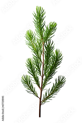 Green fir tree branch isolated on white background