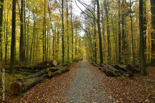 Troncs de hêtres entreposés le long du chemin sous un feuillage d'automne en forêt de Soignes à Tervuren