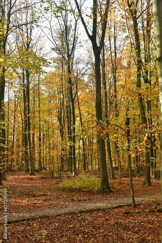 Beauté automnale des feuillage des arbres à la forêt de Soignes à Tervuren  photo