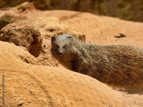 Closeup of a cute Egyptian mongoose (Herpestes ichneumon) photo